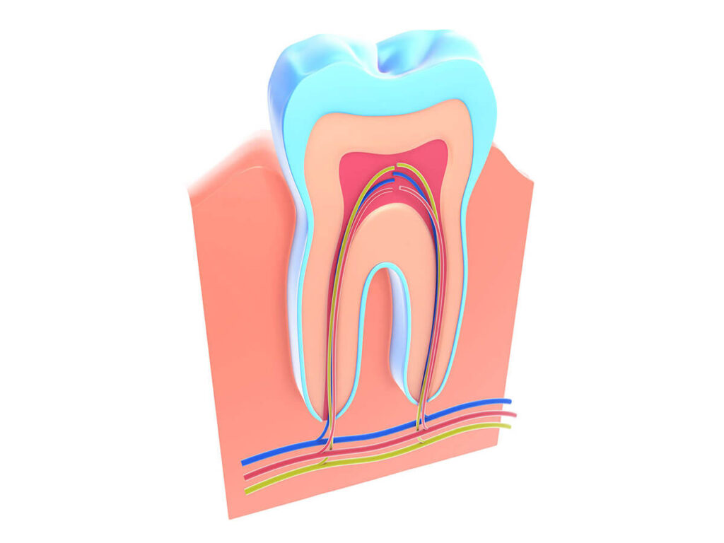 illustration of a tooth's roots